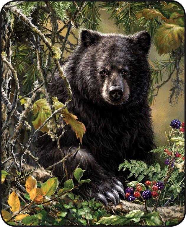 Black Bear Woods