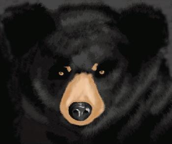Black Bear Face